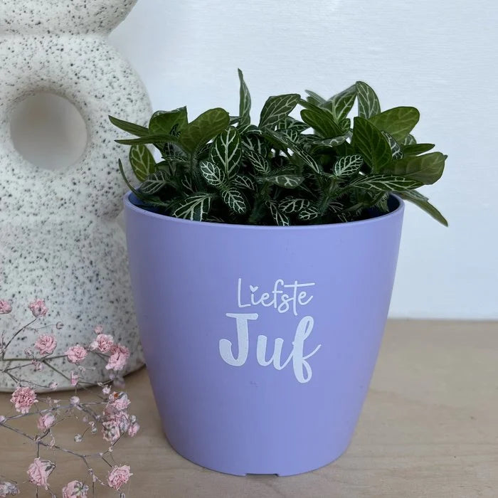 Mini Bloempotje 'Liefste juf' - lila